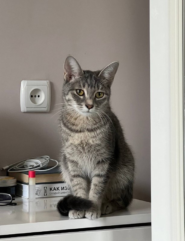 Серая кошка Соня ищет дом 4