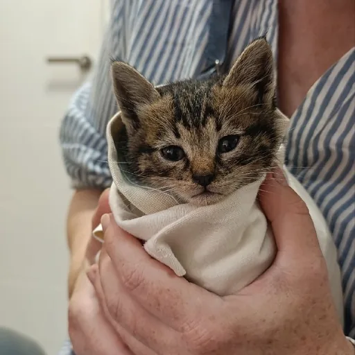 Котенок Пушкин
