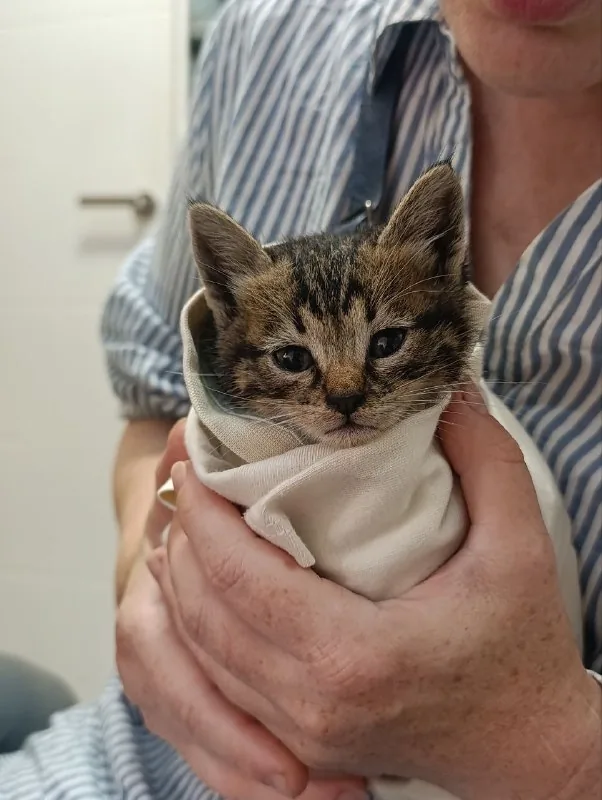 Котенок Пушкин