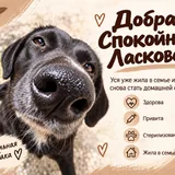 Собака Уся 2