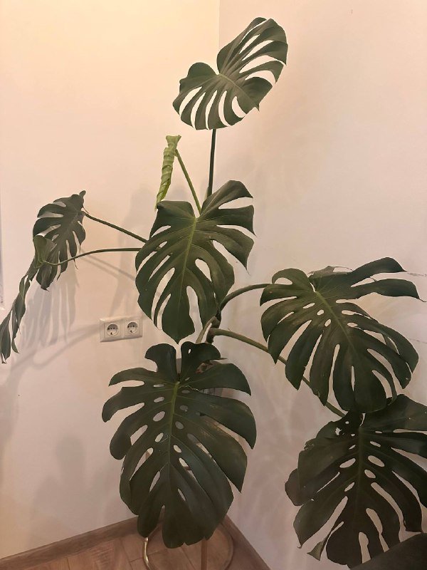 Кофта Pacific Republic новая с биркой 5