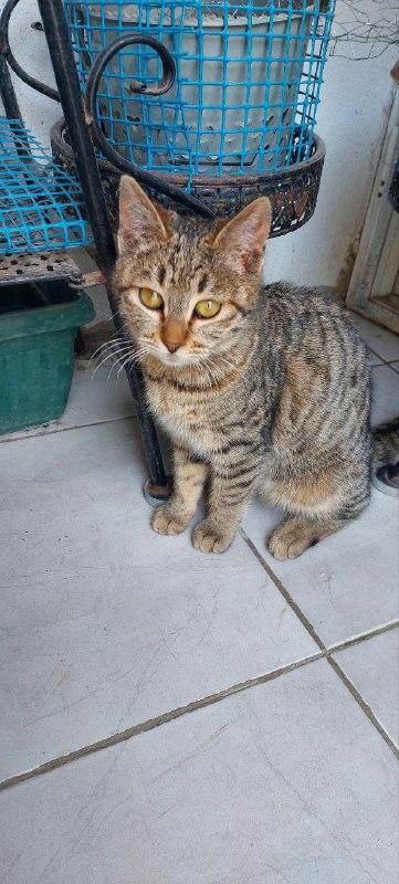 Кошка ищет дом и заботливых родителей 4