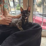 Котёнок 4