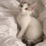 Кошка Кастрюля ищет дом 2
