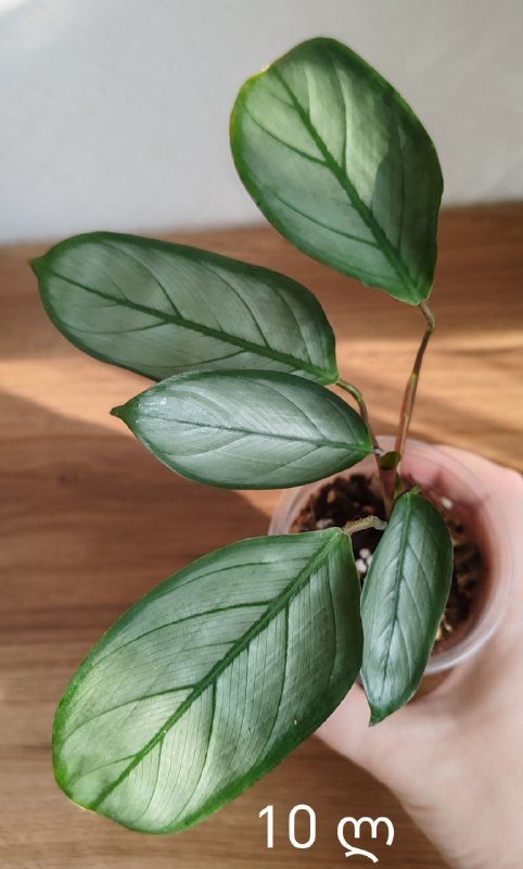 Комнатные растения 9