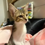 Кошка Белка ищет дом 2