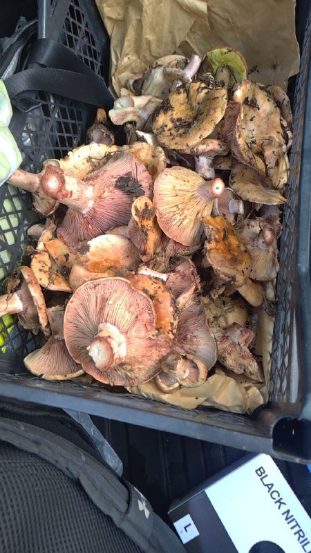 грибы рыжики белые из леса Тбилиси 2