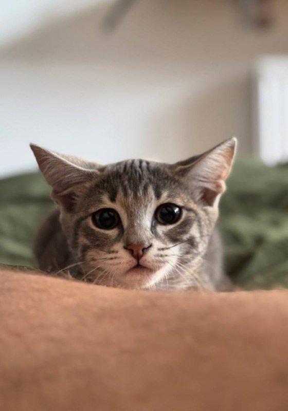 Котенок в добрые руки 3