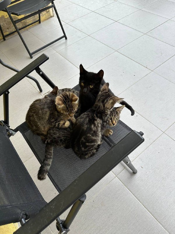 Котята бесплатно 9