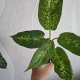 Комнатные растения 7