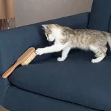Котенок в добрые руки 2