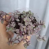 Комнатные растения 9