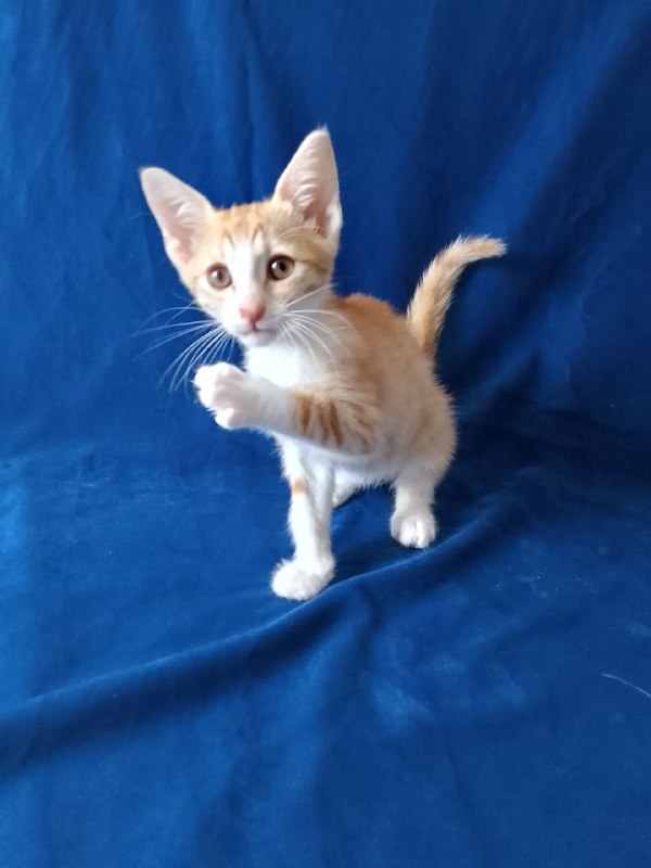 Котенок рыжий Лучик для дома 6