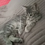 Котенок 1