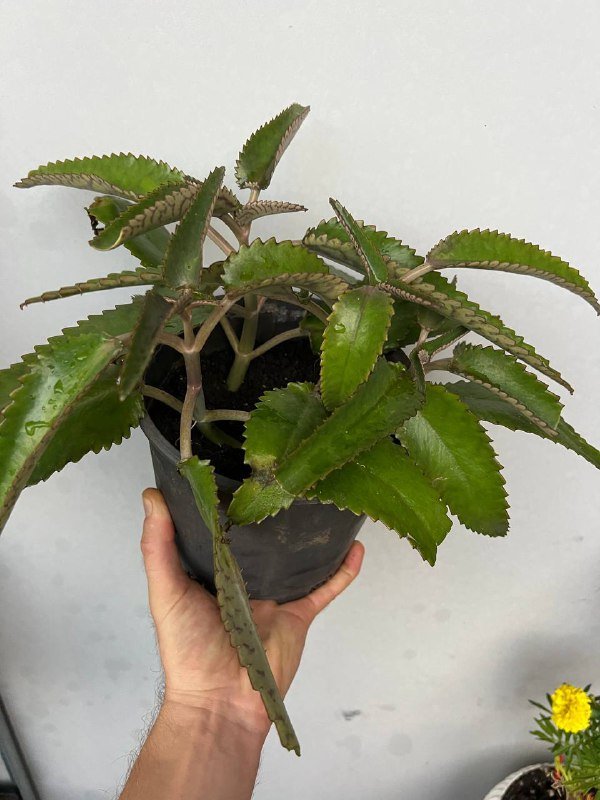 Хаемантус белоцветковый, Гастерия, Мини-гастерии, Каланхоэ, Алоэ, Ктенанта 4