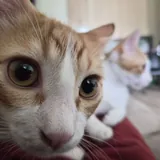 Котята 7