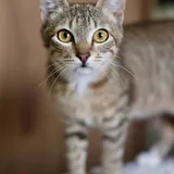 Кошка Мэй 3