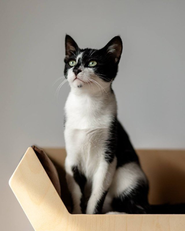 Котёнок Браин ищет дом 2