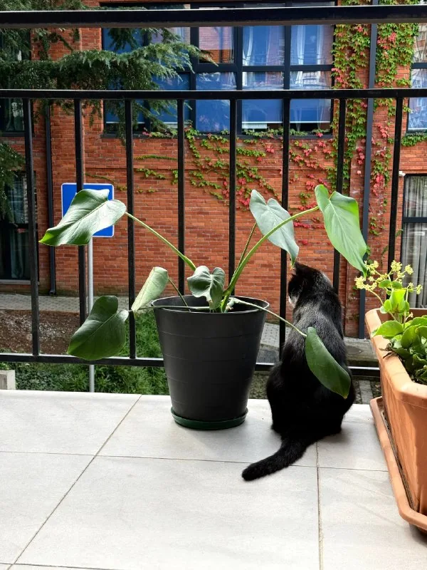 Монстера