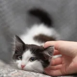 Царевна, котёнок 4