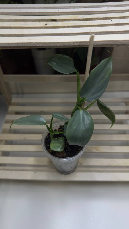 Collection of Philodendron and other plants 6