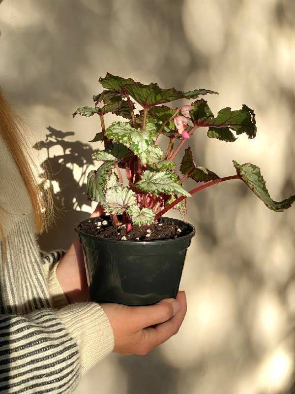 Бегония королевская