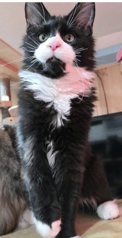 Котята мейнкун 3 месяца 5