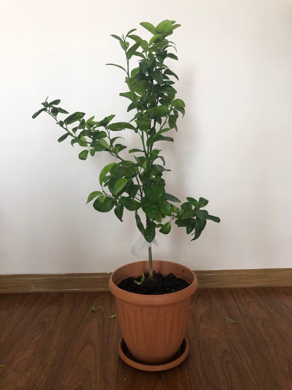 имбирь, фикус, лимон, мандарины, паслен комнатный 3