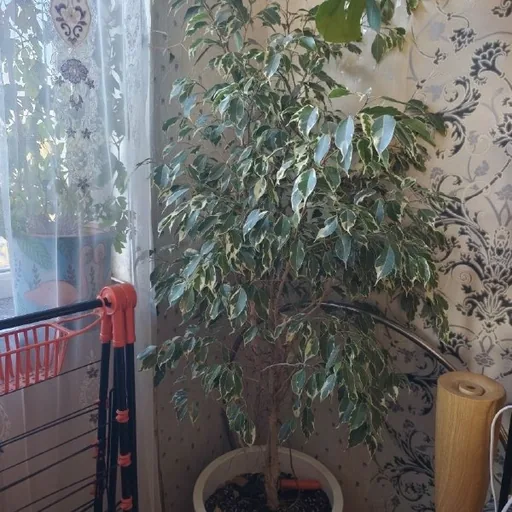 Фикус