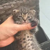 Котёнок Киси ищет дом или передержку 3