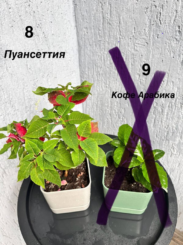Комнатные растения: традесканция зебрина, пуансеттия, кофе арабика, авокадо, Phalaenopsis mini, мини-хризантемы, азалия розовая, цитрусы 2