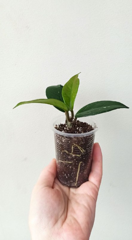 Фиалки, Оттона, Бегония, Сингониум, Хойя 7