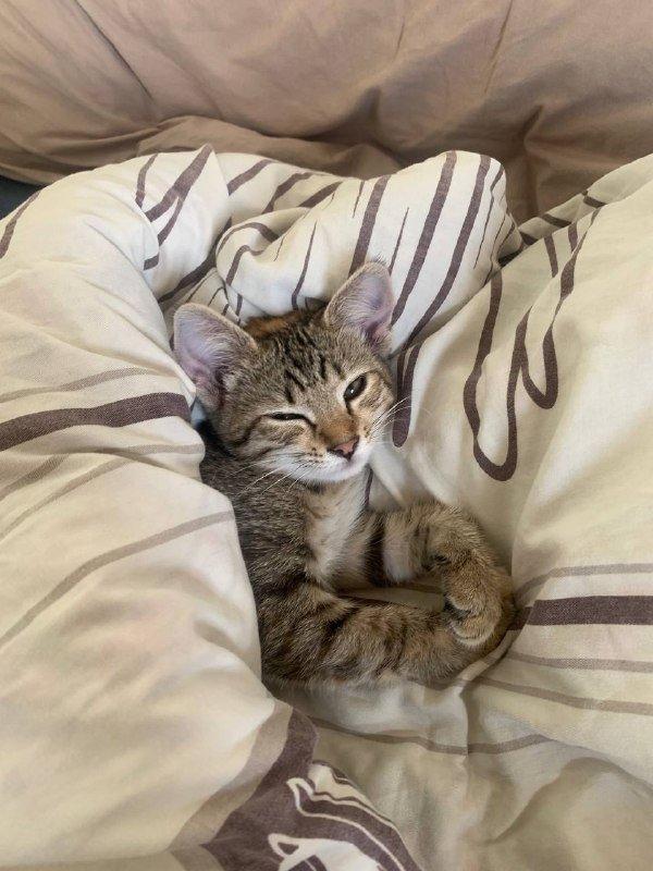 Отдам в хорошие руки котенка девочку 2