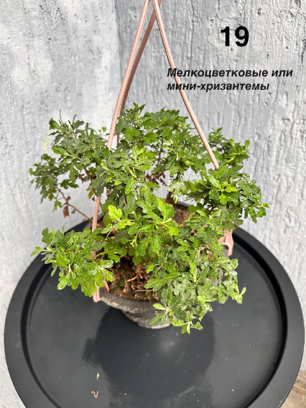 Комнатные растения: традесканция, мини-хризантемы, авокадо, Phalaenopsis mini 2