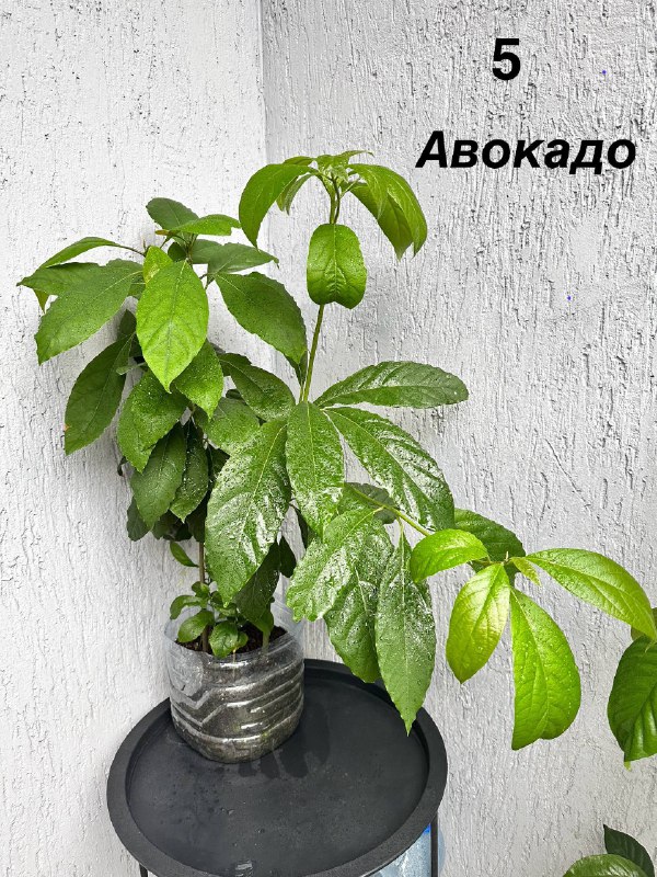 Традесканция зебрина, кофе арабика, цитрусы, авокадо, пуансеттия, азалия розовая, мини-хризантемы 3