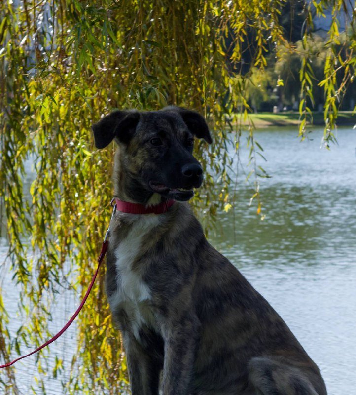 Щенок девочка Адель для дома