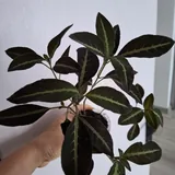 Комнатные растения, монстера, диффенбахия, фикус, суккуленты 3