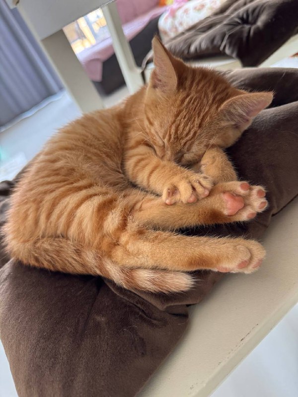 Котенок рыжий Лева ищет дом 2