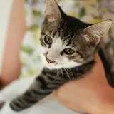 Котенок Ремарк 2