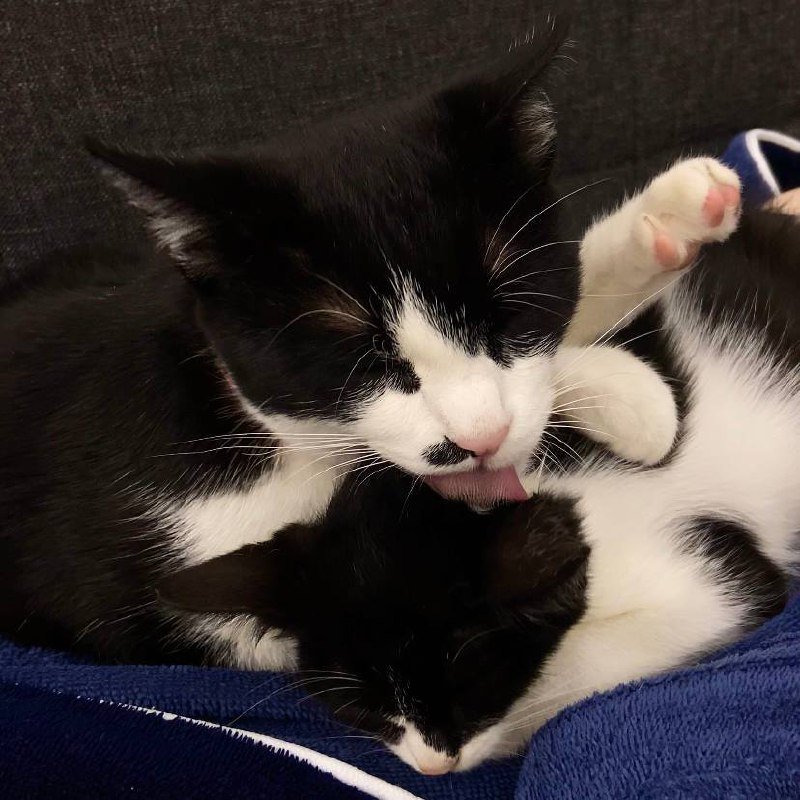 Два кота Шерлок и Смоки в дар 6