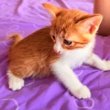 Котята 6