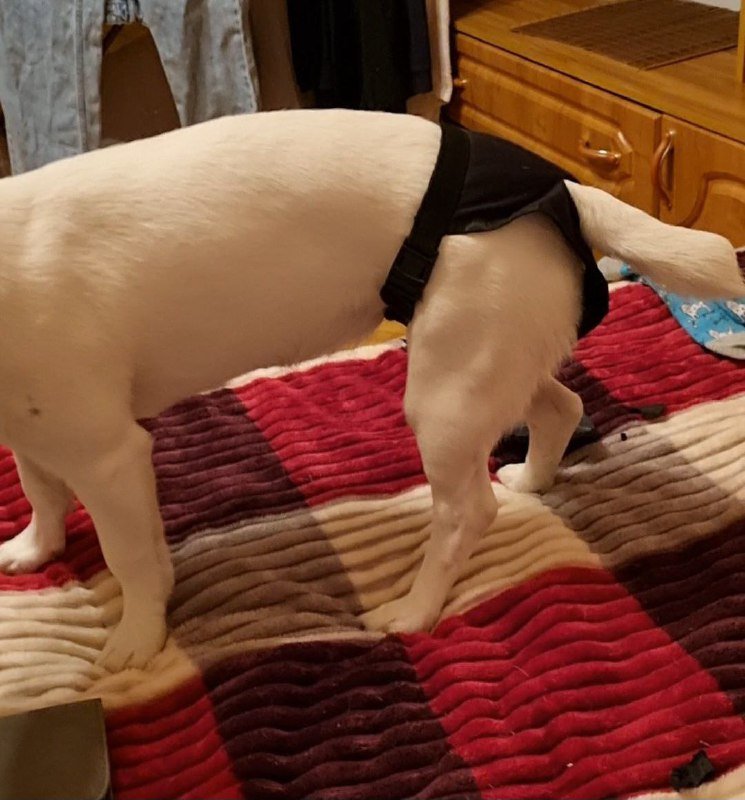 Трусы для собак, лоток со снимаемой сеткой, маленький лоток