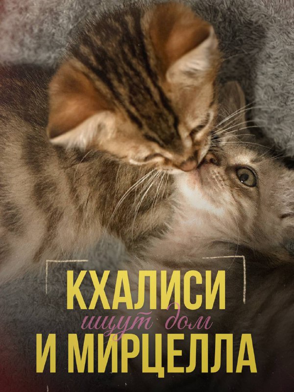 Кошки Мирцелла и Кхалиси ищут дом