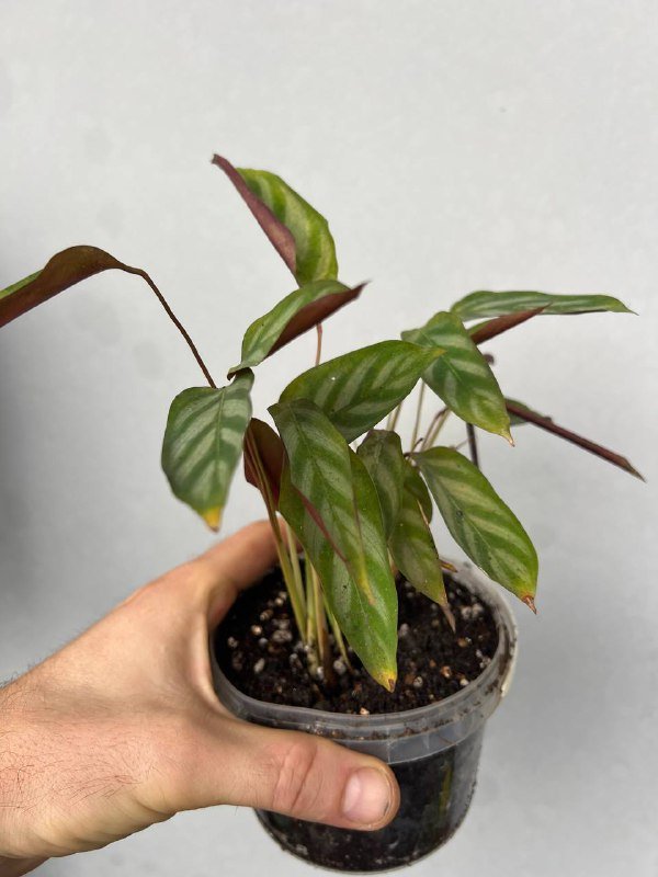 Хаемантус белоцветковый, Гастерия, Мини-гастерии, Каланхоэ, Алоэ, Ктенанта 6