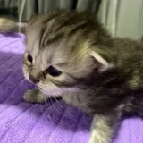 Шотландские котята 2