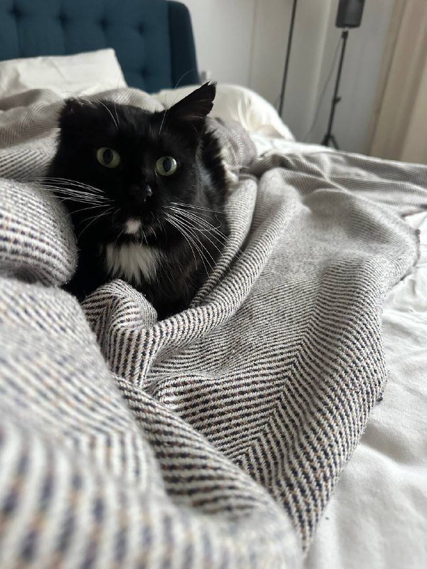 Черно-белая кошка ищет дом или передержку