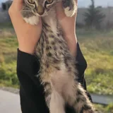 Котенок Фазя ищет дом 4