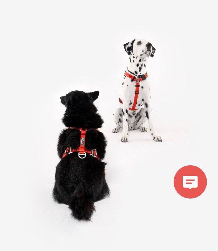 Анатомическая шлейка для собак Staya размер M 3