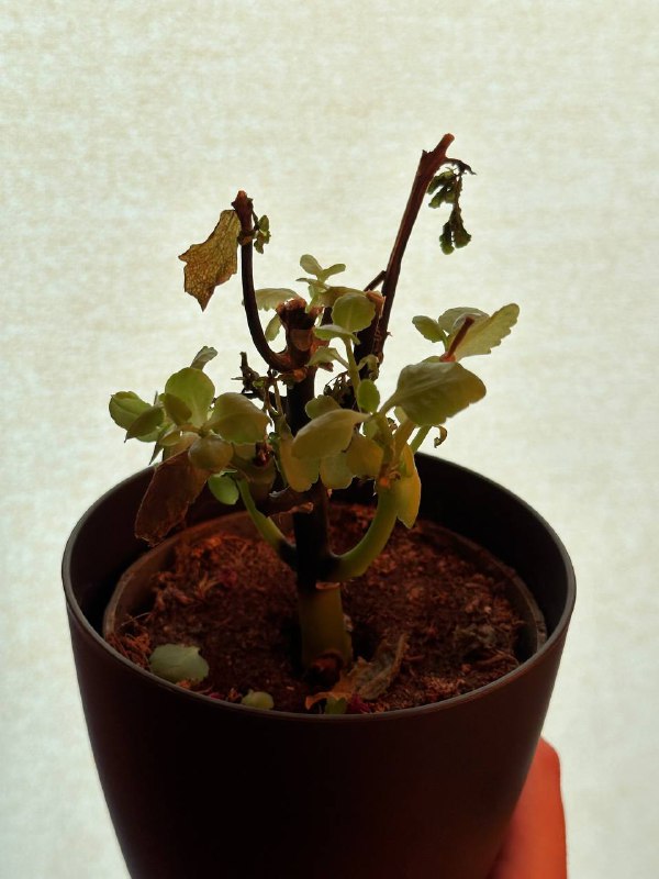 Деревянный стол 2