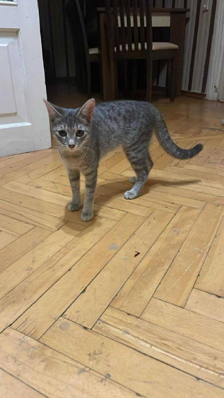 Кошка Соня ищет дом 4